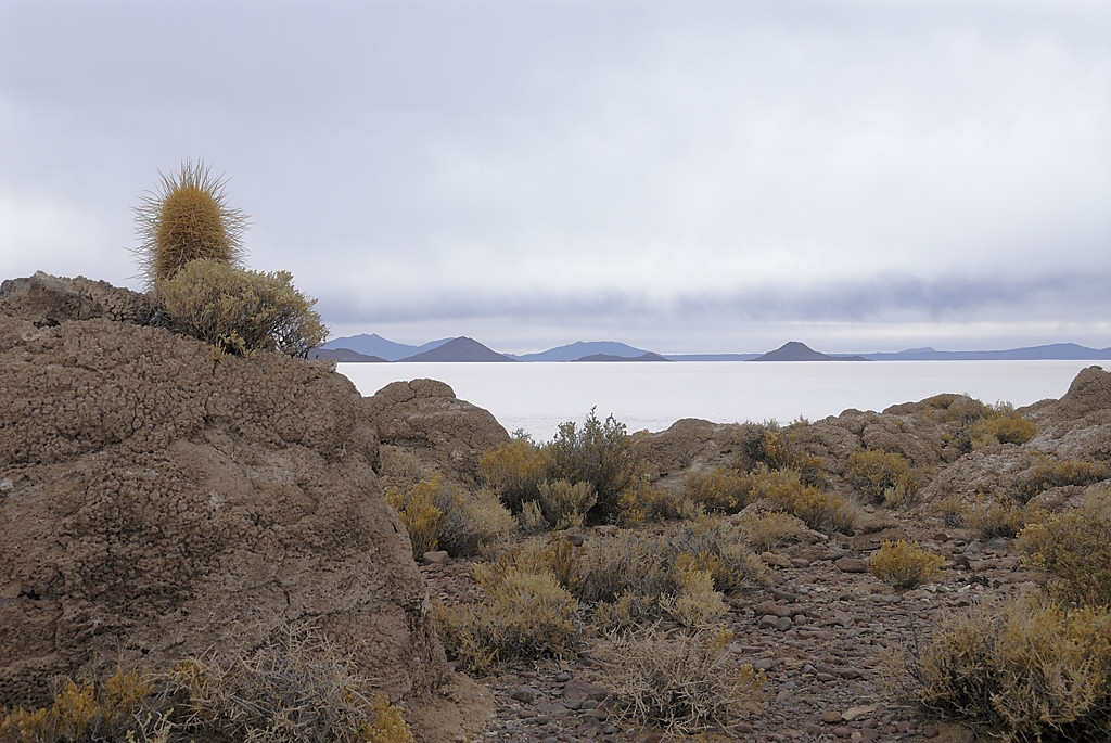 080807-25.jpg - Salar de Uyuni : Isla Pescado