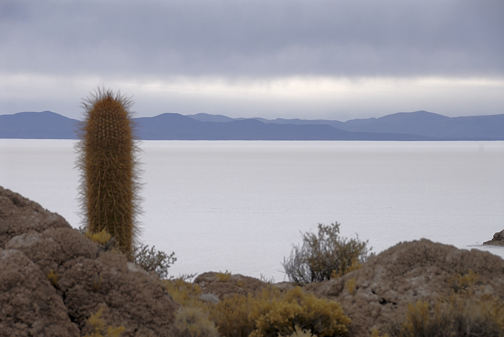 080807-26.jpg - Salar de Uyuni : Isla Pescado
