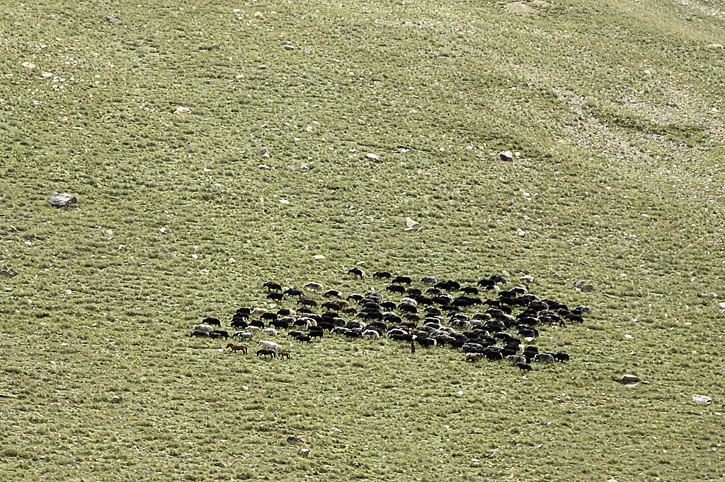 060731-05.jpg - Yaks et chevaux sur la rive oppose