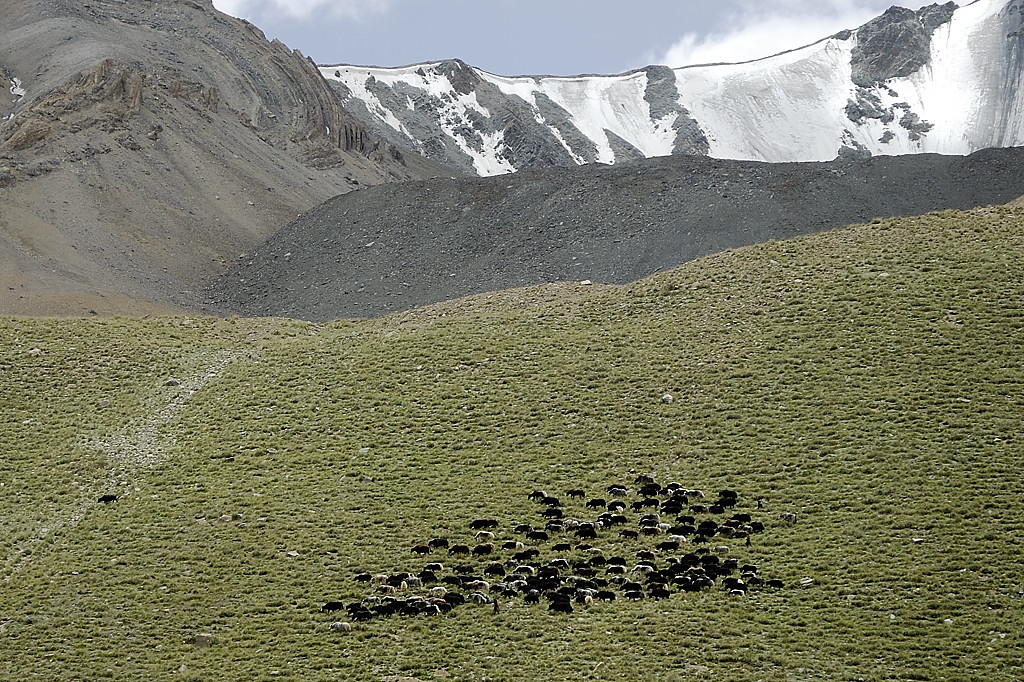 060731-06.jpg - Yaks et chevaux sur la rive oppose