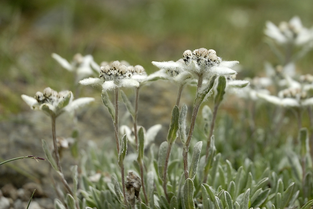 060801-09.jpg - Edelweiss un peu en amont du camp de Zingchan