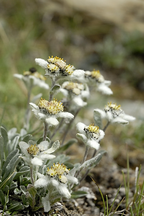 060801-10.jpg - Edelweiss un peu en amont du camp de Zingchan