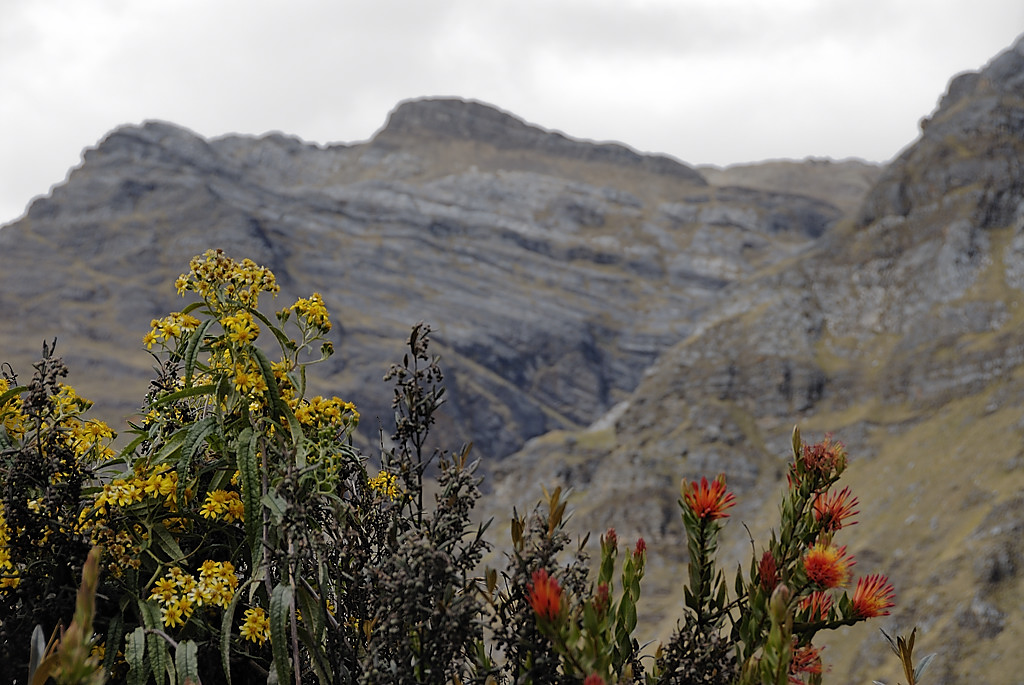 070713-01.jpg - Fleurs avant Laguna Huecrucocha