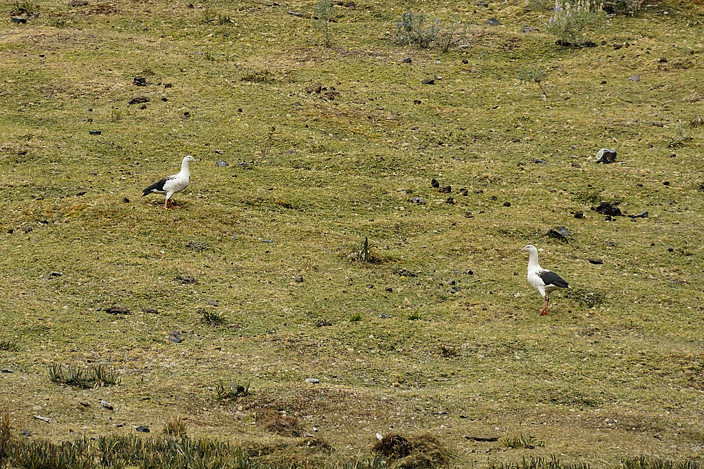 070714-28.jpg - Ouettes des Andes