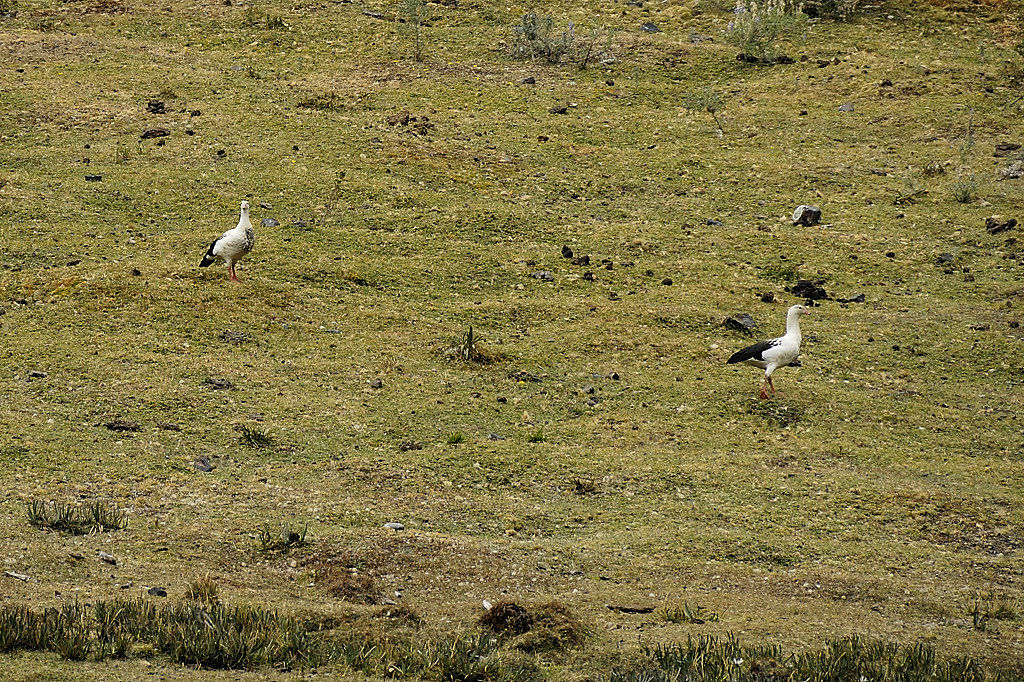 070714-29.jpg - Ouettes des Andes