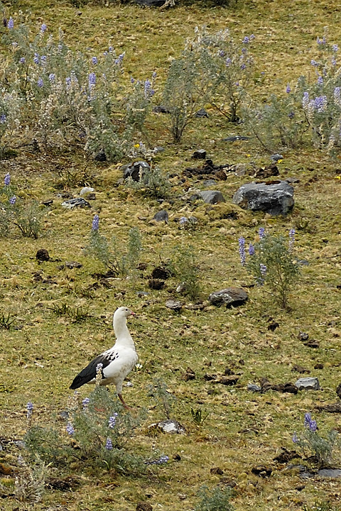 070714-30.jpg - Ouettes des Andes