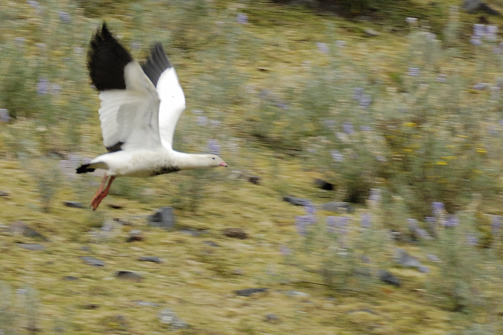 070714-31.jpg - Ouettes des Andes