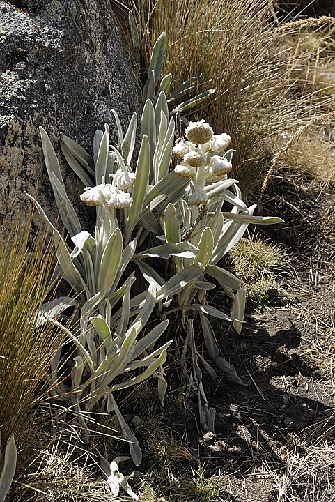 070716-12.jpg - Quelques fleurs