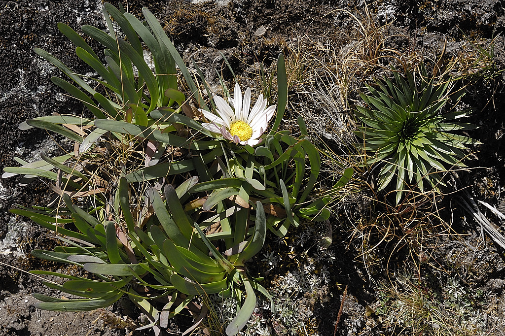 070716-13.jpg - Quelques fleurs