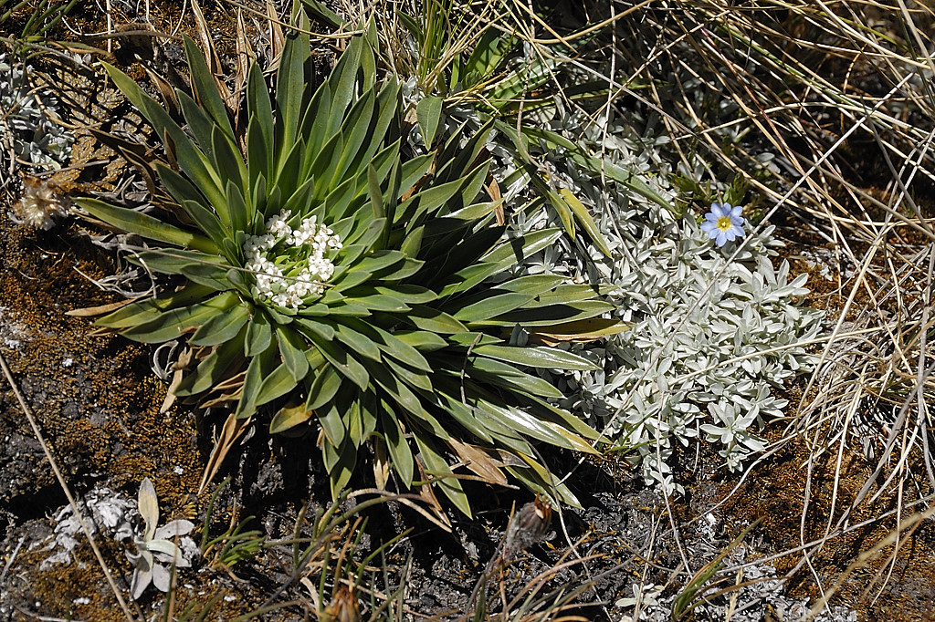 070716-14.jpg - Quelques fleurs