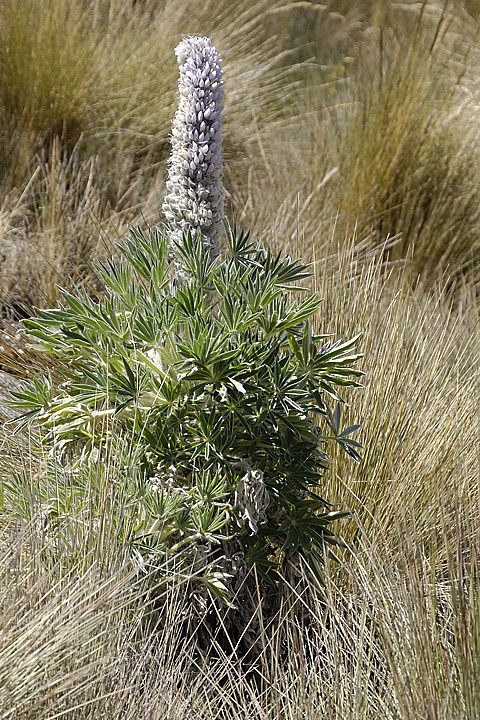 070716-15.jpg - Quelques fleurs