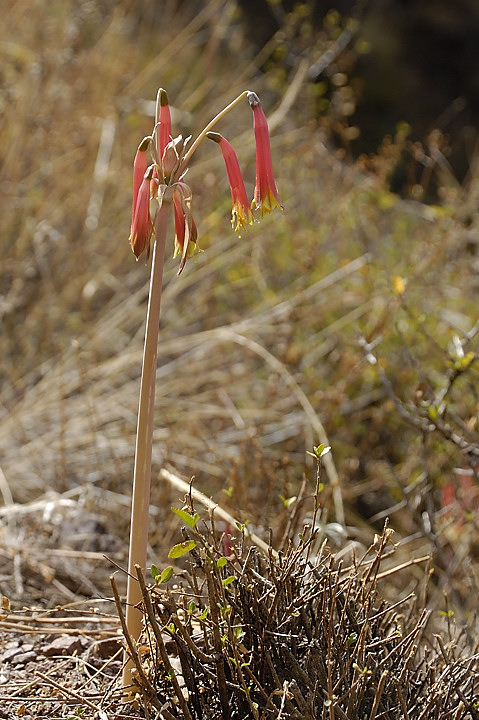 070723-02.jpg - Fleur