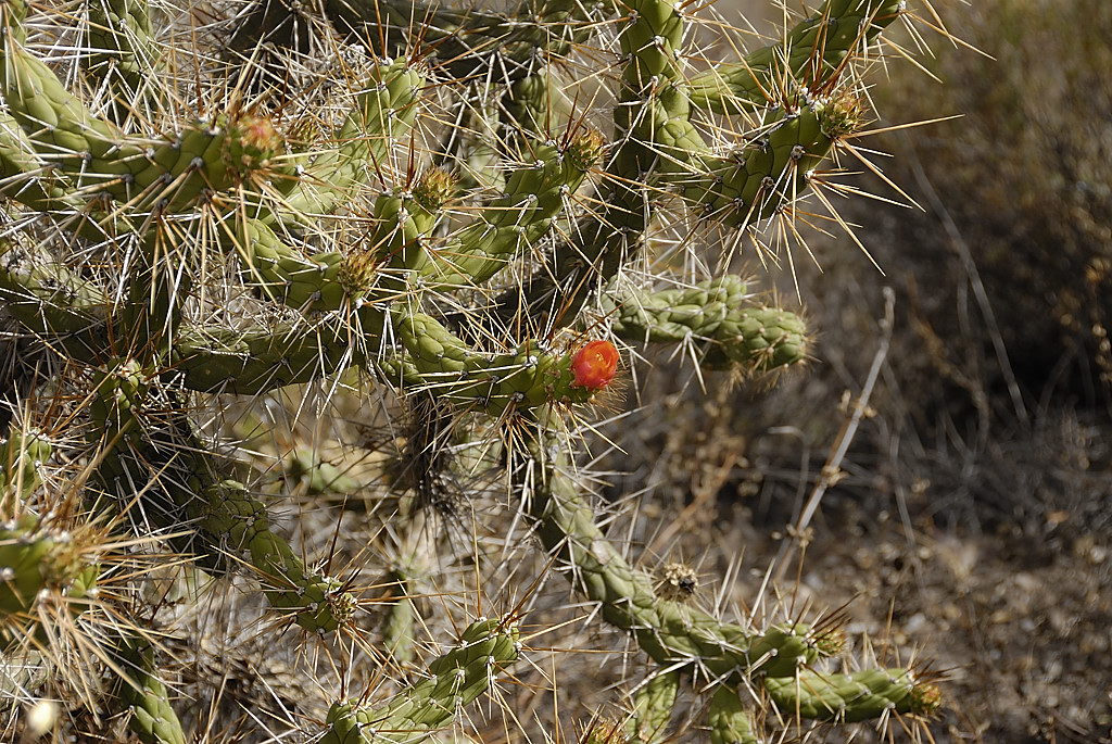 070723-06.jpg - Cactus