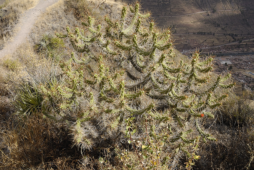 070723-07.jpg - Cactus