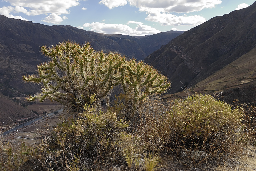 070723-08.jpg - Cactus