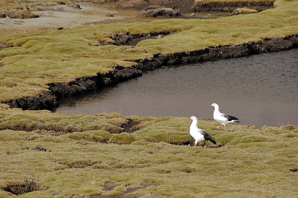 070725-18.jpg - Du col Arapa � la Laguna Yanacocha