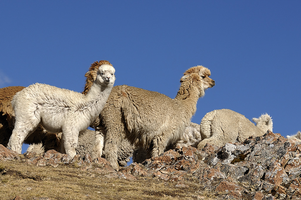 070725-23.jpg - Alpaga avant la laguna Jatun Pucacocha