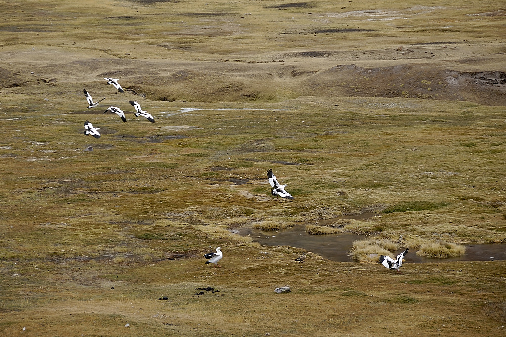 070726-06.jpg - Laguna Auzangatecocha : Ouettes des Andes
