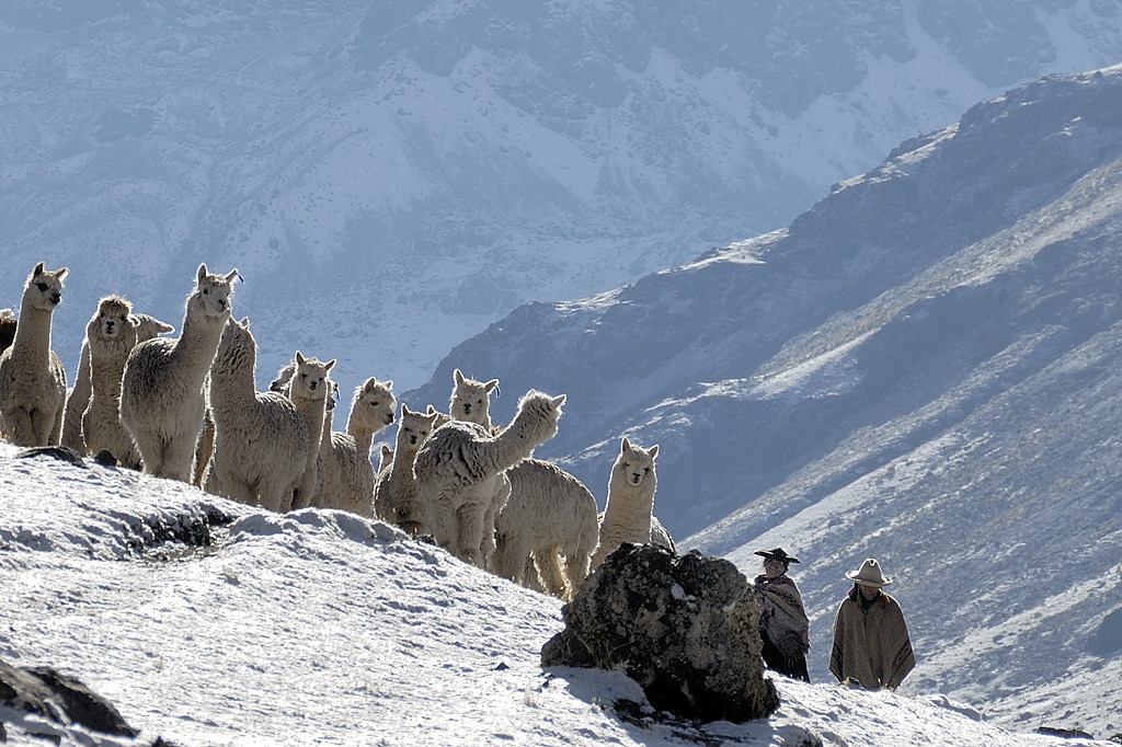 070727-06.jpg - Alpagas dans la Quebrada Killita peu apr�s Quilleta