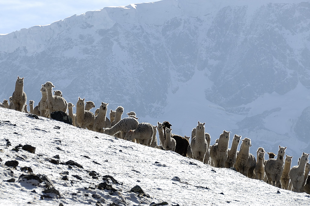 070727-07.jpg - Alpagas dans la Quebrada Killita peu apr�s Quilleta