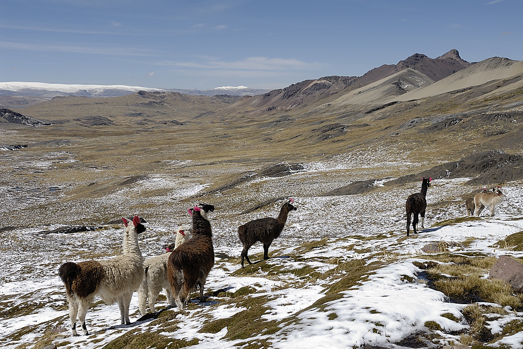 070727-20.jpg - Lamas entre le col du Condor et le col Minascunca
