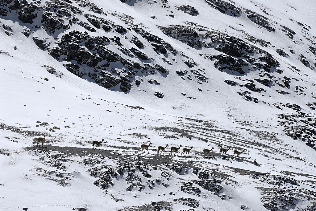 070727-21.jpg - Col Minascunca, vigognes