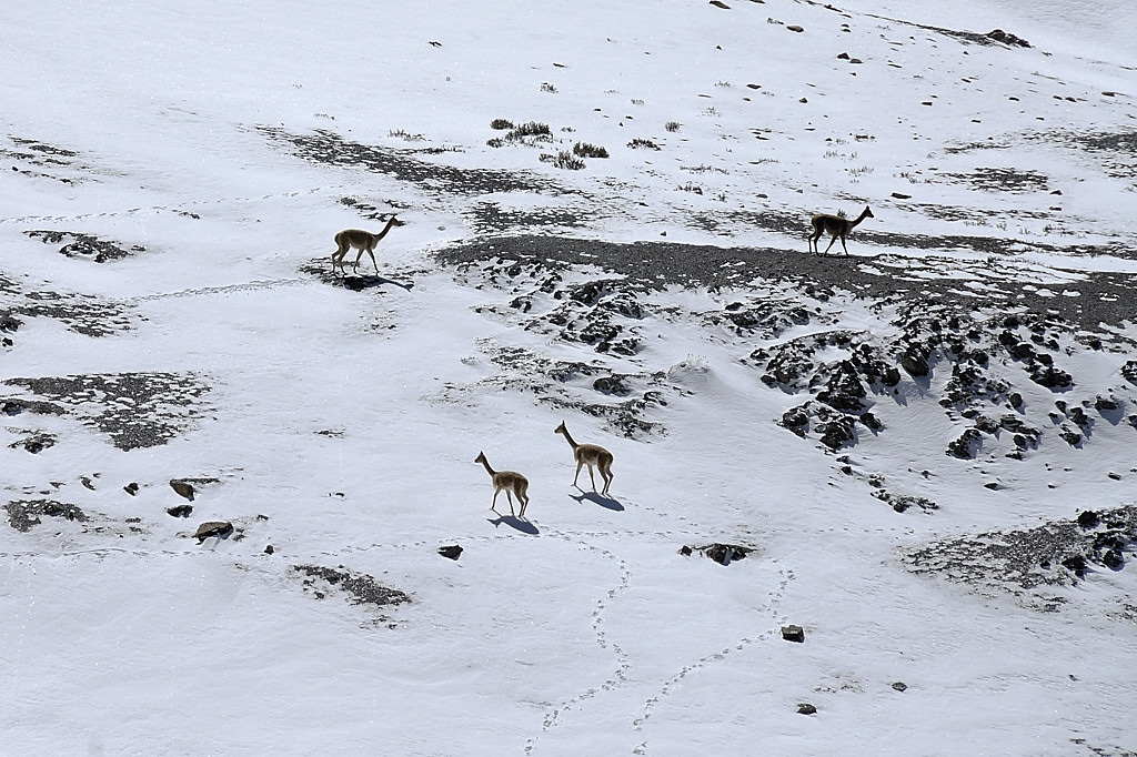 070727-22.jpg - Col Minascunca, vigognes
