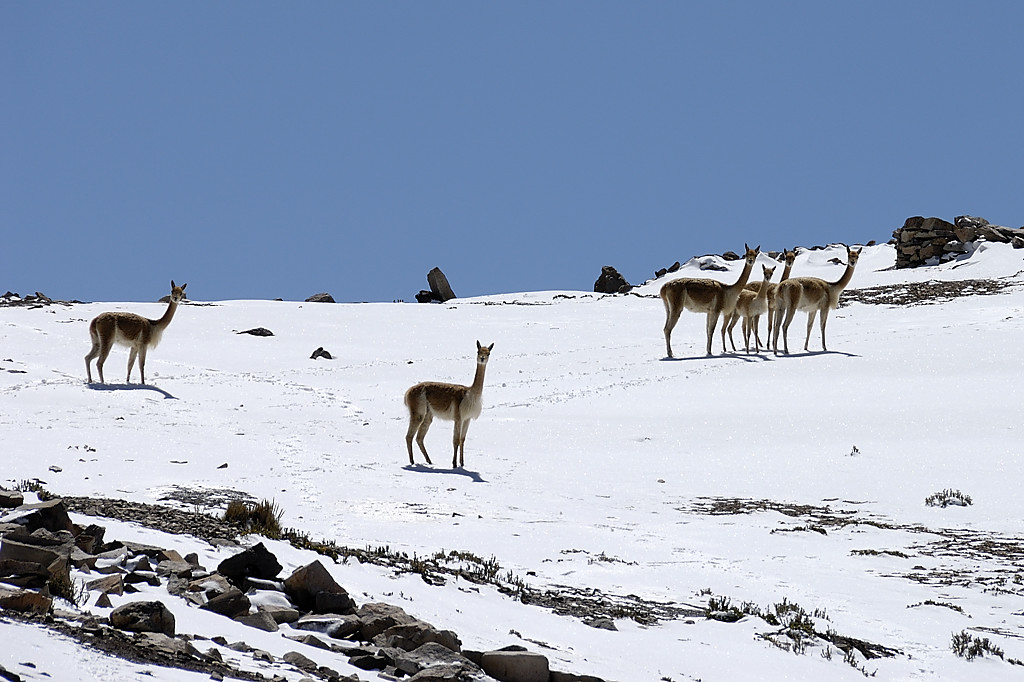 070727-24.jpg - Col Minascunca, vigognes