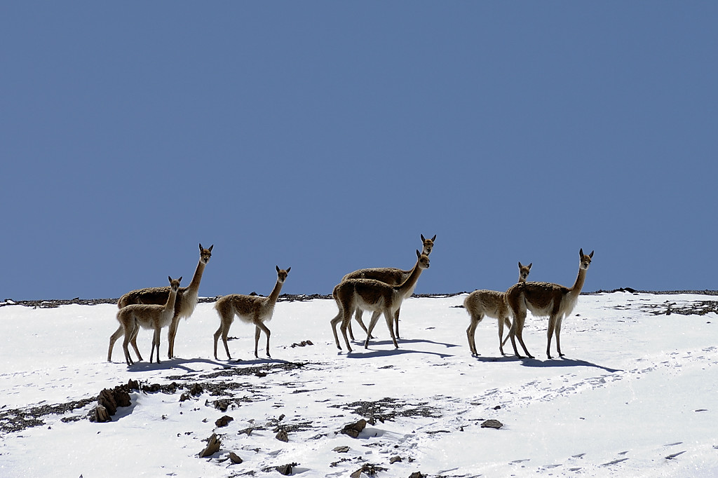 070727-25.jpg - Col Minascunca, vigognes