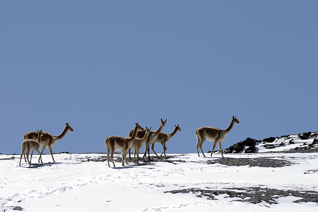 070727-26.jpg - Col Minascunca, vigognes