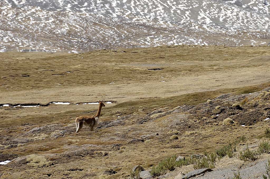 070727-30.jpg - Descente sur la laguna Sibinacocha