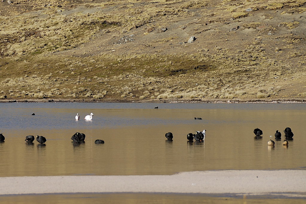 070728-03.jpg - Laguna Sibinacocha
