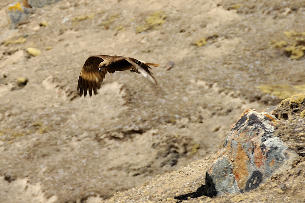 070728-23.jpg - Le long de la laguna Ccasccara