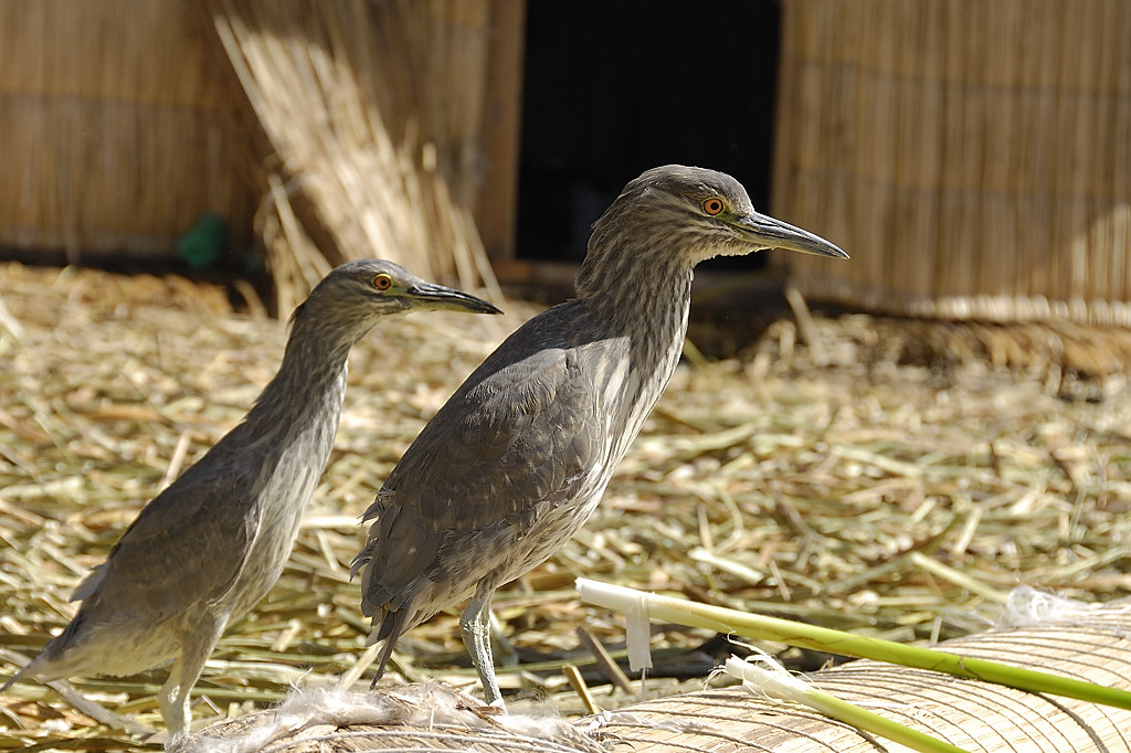 070730-04.jpg - Iles flottantes