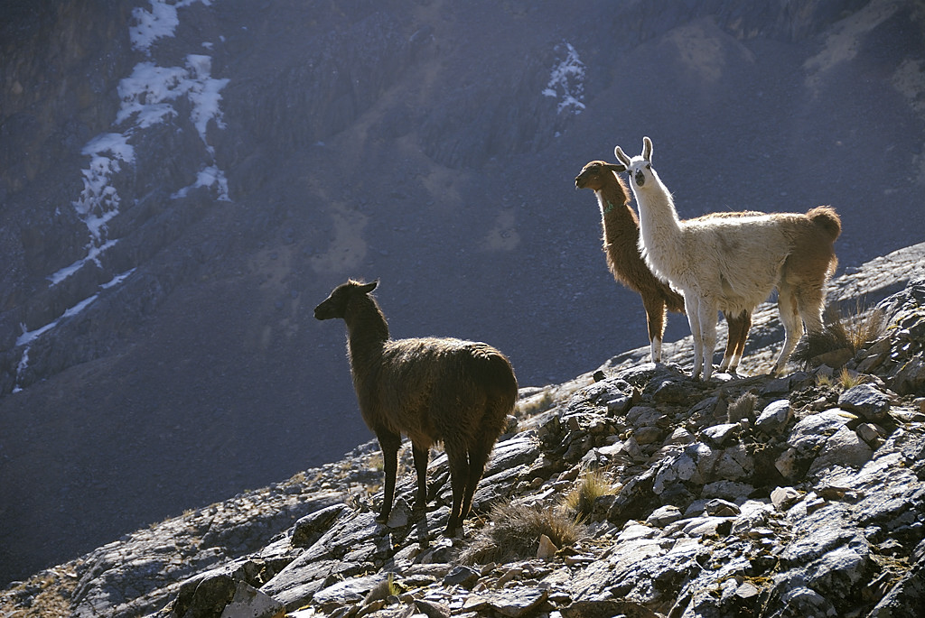 080723-03.jpg - Mont�e au Paso Wila Quta