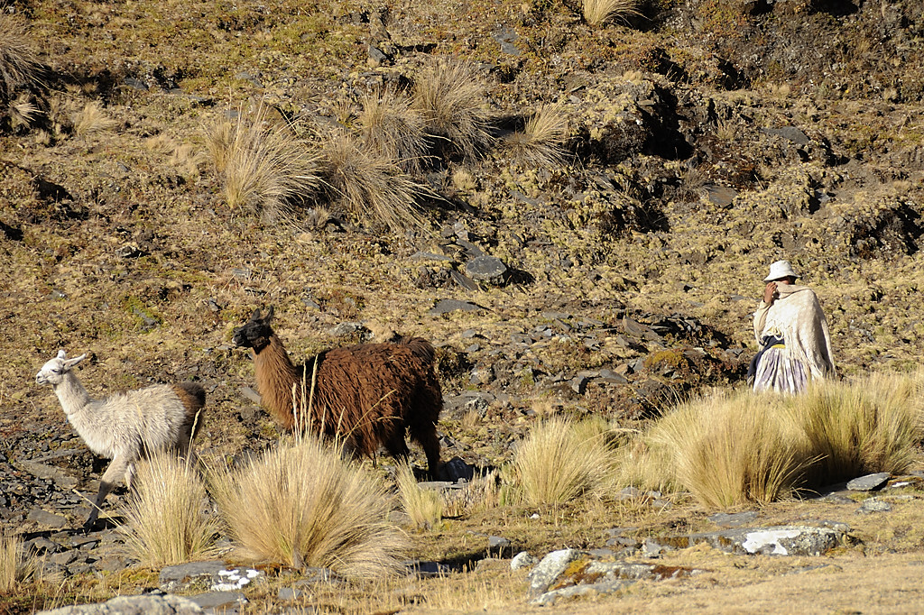 080723-19.jpg - Lamas et leur gardienne au dessus de l'Estancia Utana Pampa