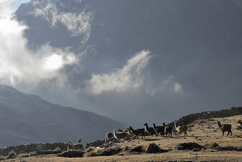 080723-20.jpg - Lamas et leur gardienne au dessus de l'Estancia Utana Pampa