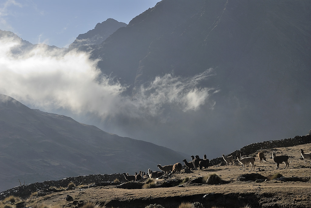 080723-21.jpg - Lamas et leur gardienne au dessus de l'Estancia Utana Pampa