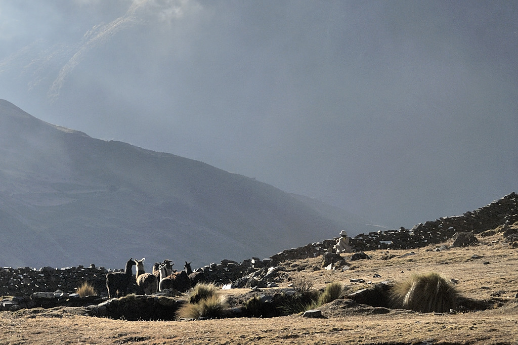 080723-22.jpg - Lamas et leur gardienne au dessus de l'Estancia Utana Pampa