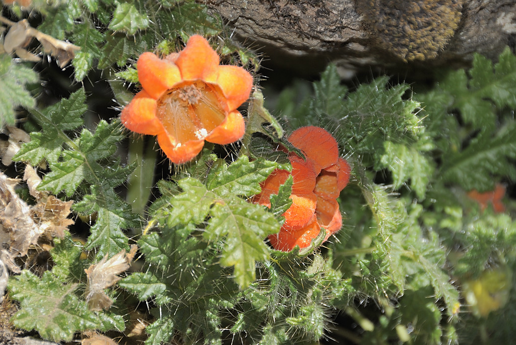 080725-13.jpg - Fleur ?