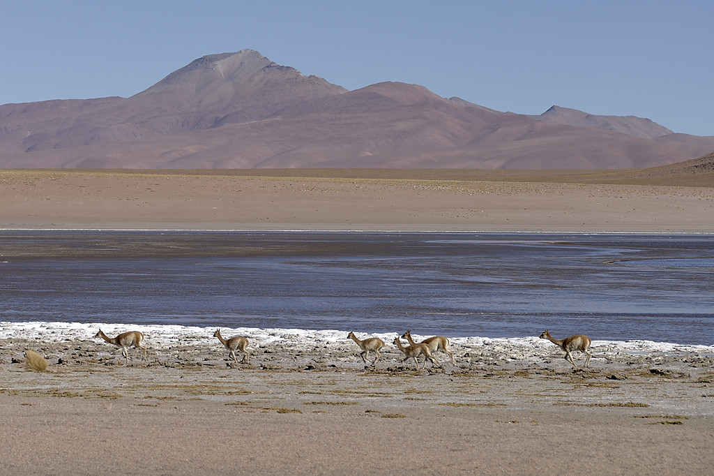 080805-23.jpg - Environs du salar de Chalviri