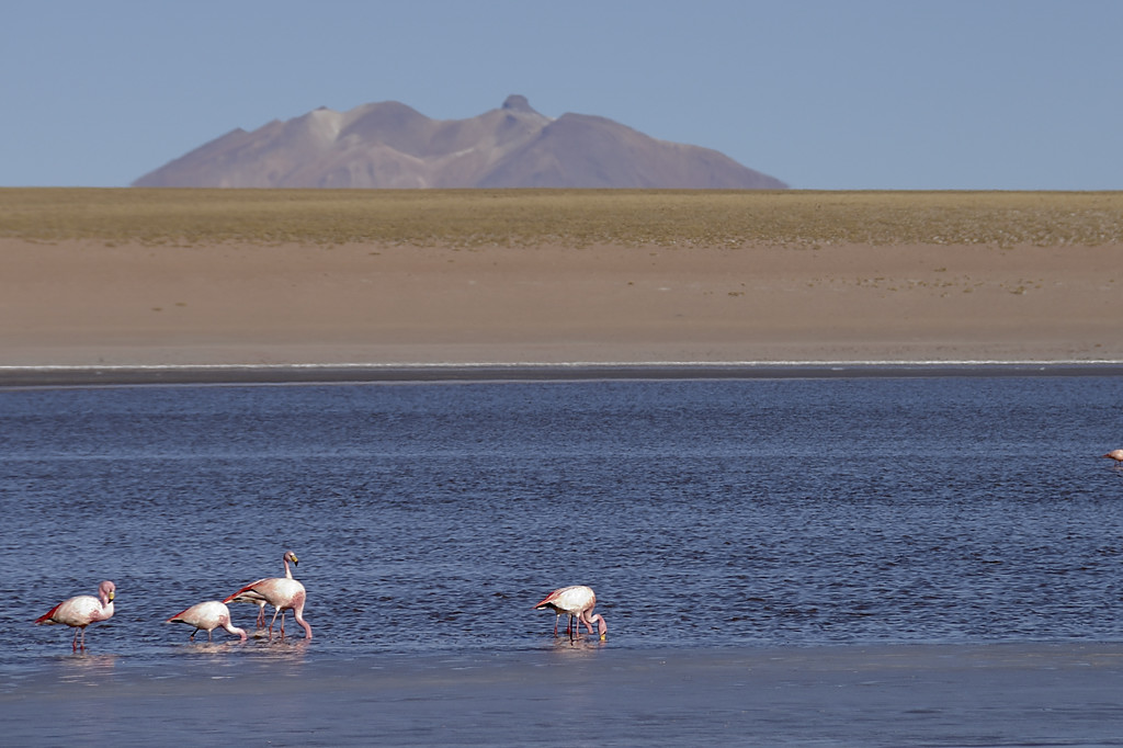080805-24.jpg - Environs du salar de Chalviri