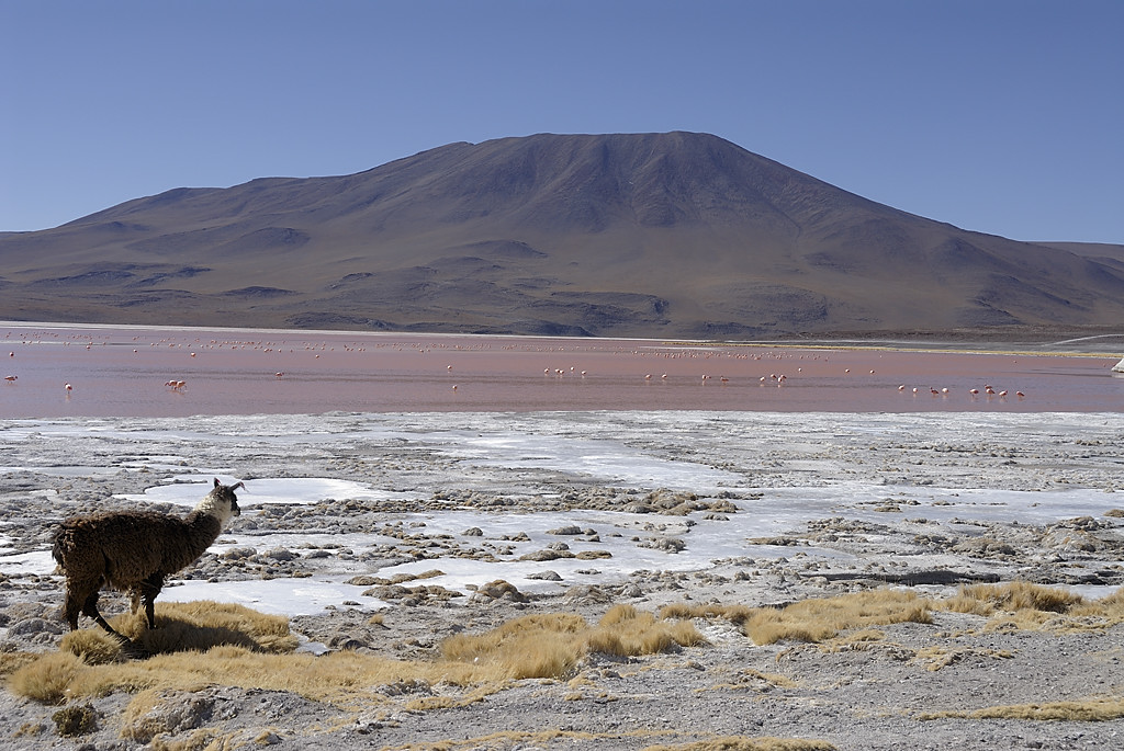 080806-072.jpg - Laguna Colorada