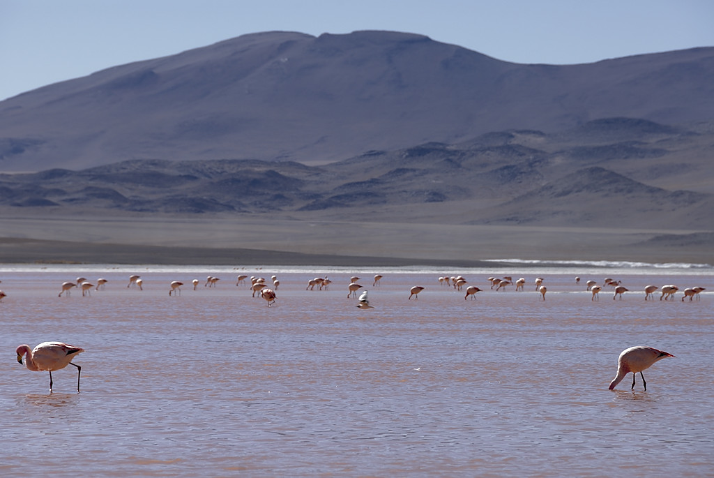 080806-073.jpg - Laguna Colorada