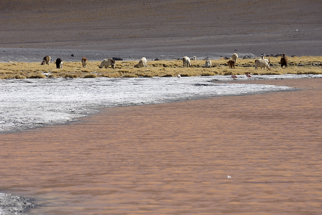 080806-076.jpg - Laguna Colorada