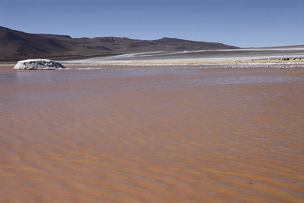 080806-077.jpg - Laguna Colorada