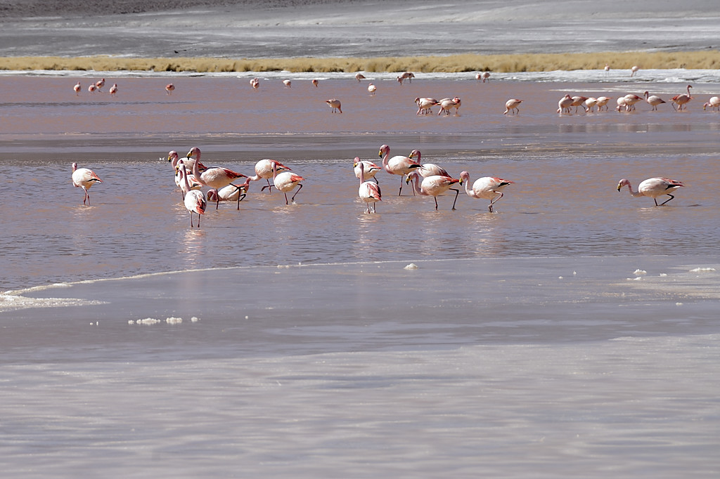 080806-080.jpg - Laguna Colorada
