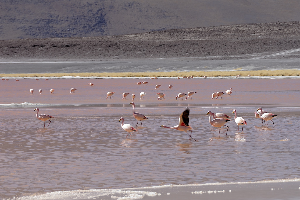 080806-081.jpg - Laguna Colorada