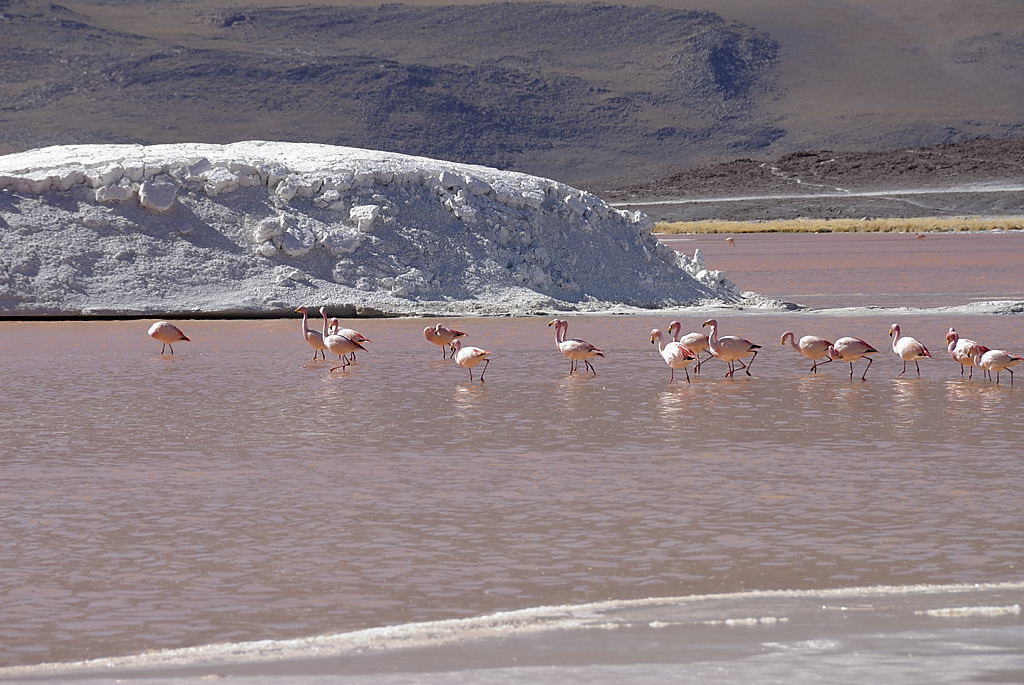 080806-082.jpg - Laguna Colorada