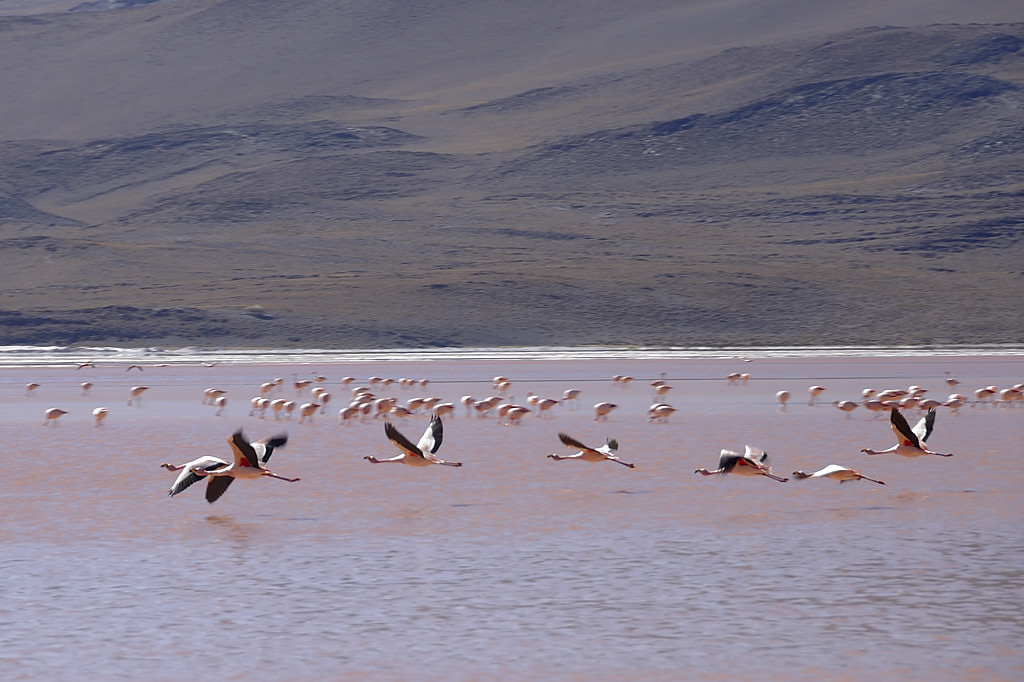 080806-085.jpg - Laguna Colorada
